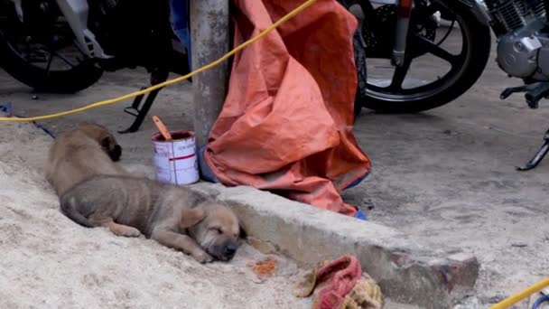 Puppies Spelen Graven Door Afval Voor Voedsel Langs Kant Van — Stockvideo