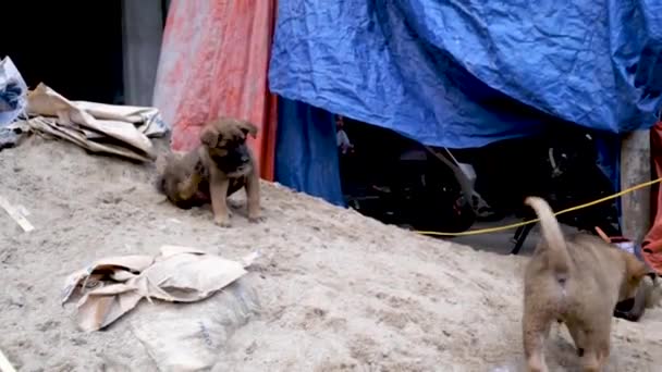 ベトナム北部の通りに沿って 食べ物のためのゴミを遊んで掘っている子犬 ハGiang州 ザン市 — ストック動画