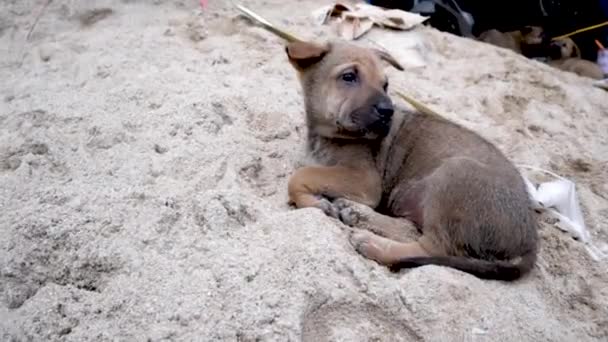 베트남 북부의 거리에서는 강아지들 쓰레기 속에서 — 비디오