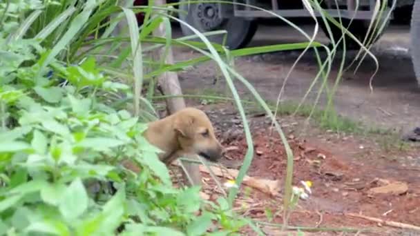 Cachorros Jugando Cavando Entre Basura Para Comer Largo Calle Norte — Vídeos de Stock