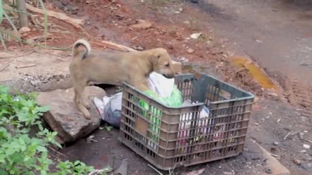 Puppies Spelen Graven Door Afval Voor Voedsel Langs Kant Van — Stockvideo