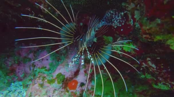 Close Broad Barred Firefish Aka Spotfin Lionfish Swimming Underwater Lagoon — Stock Video