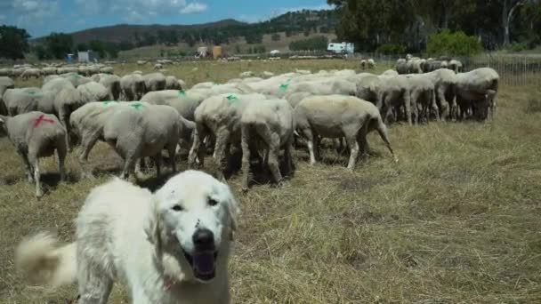 Perro Ovejero Amistoso Custodiando Rebaño Ovejas Marcadas Una Granja Rural — Vídeos de Stock