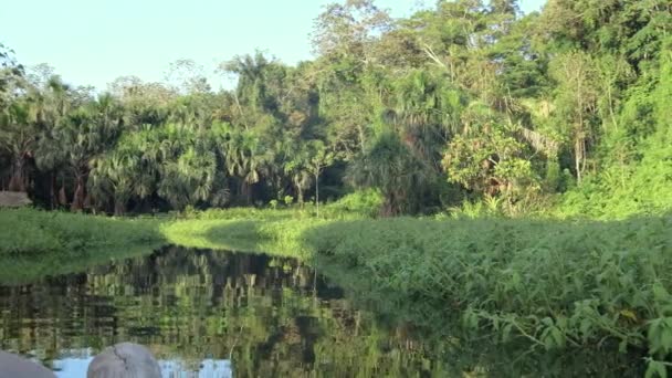 Perus Incrível Vida Selvagem Floresta Amazônica Cusco Flutuando Barco — Vídeo de Stock