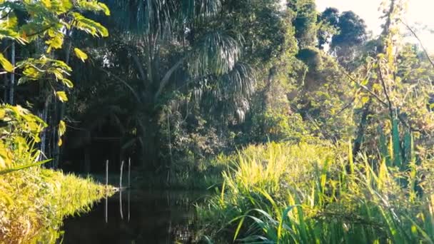 Gün Batımında Amazon Yağmur Ormanı Nda Bir Nehirde Yüzmek — Stok video