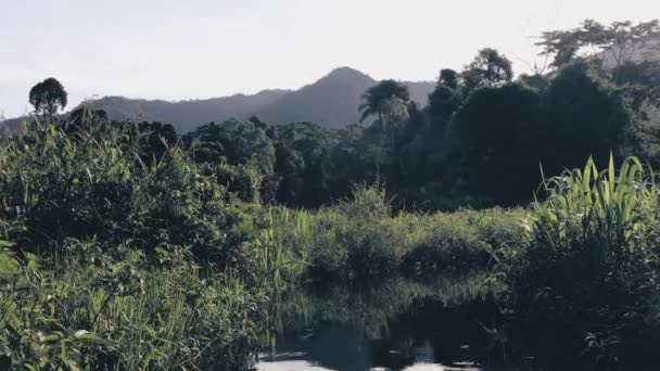 Cruising Creek Amazon Rain Forest Wildlife Nature Cusco Peru South — Stock Video