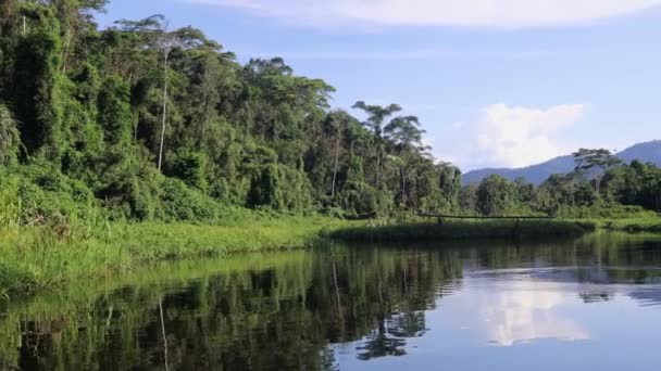 Mengambang Sebuah Cukup Creek Hutan Hujan Amazon Secara Damai Untuk — Stok Video