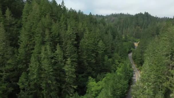 Luchtdrone Dichte Bossen Van Redwood Noord Californische Landweg — Stockvideo