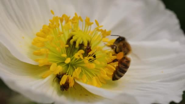 Nahaufnahme Einer Honigbiene Die Pollen Von Einem Weißen Mohn Sammelt — Stockvideo