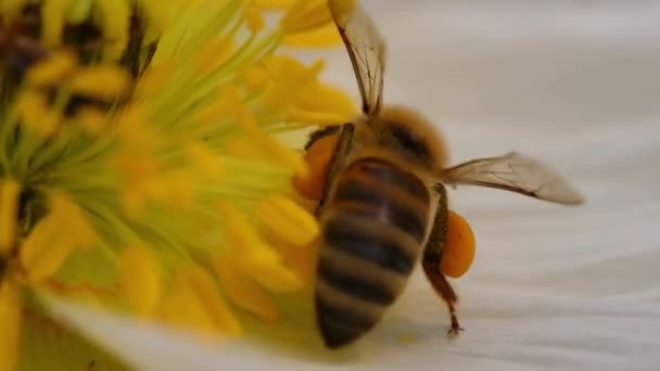 Macro Deux Abeilles Mellifères Survolant Ramassant Pollen Coquelicot — Video