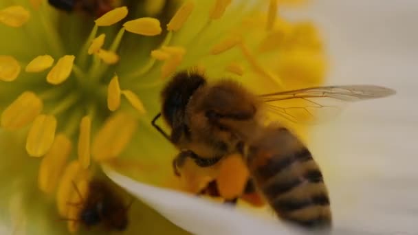 Makro Einer Honigbiene Die Pollen Sammelt Mit Anderen Insekten — Stockvideo