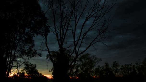 Σκούρο Κυκλοθυμικό Και Eire Πυροβόλησε Σιλουέτες Δέντρα Την Ανατολή Του — Αρχείο Βίντεο