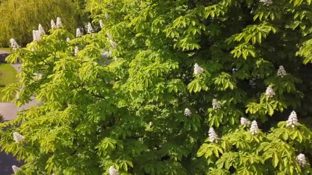公園の木に咲く栗の花 春には栗の木が咲きます ドローンからドリーが撃たれた 2019年5月 — ストック動画