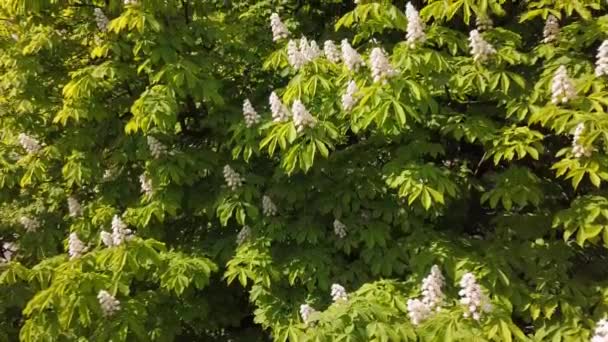 公園の木に咲く栗の花 春には栗の木が咲きます カメラは低高傾斜 2019年5月 — ストック動画