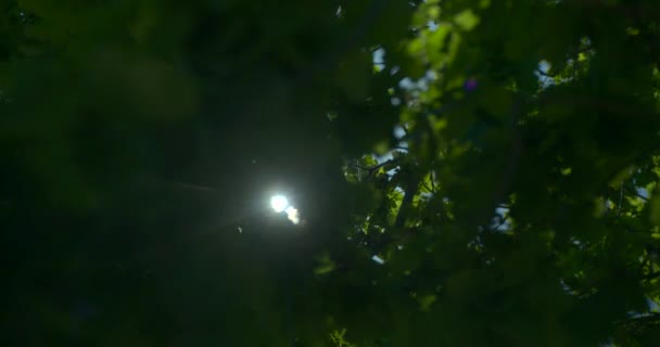 緑の森の中の太陽 — ストック動画