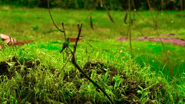 緑色の紫色の頭をしたコリブリが枝の上に突き刺さり ゆっくりと動きながら飛び立ちました 南米ペルーのクスコ付近 Klais Guimeti トロキリアデス — ストック動画