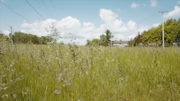Güzel Panorama Otları Rüzgarda Savrulan Yeşil Bir Plan — Stok video