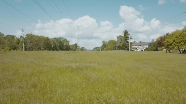 Hermosa Hierba Panorámica Planta Verde Tiro Real Que Sopla Viento — Vídeos de Stock