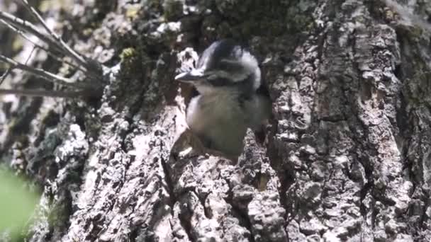Pássaro Pica Pau Manchado Bonito Bebê Aninhado Twittar Enquanto Empoleirado — Vídeo de Stock