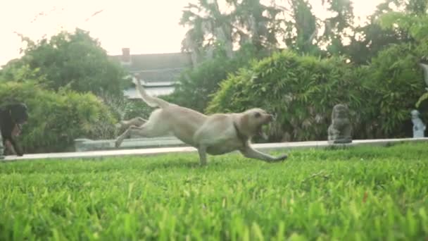 Wet Labrador Retrievers Fetching Ball — Stock Video