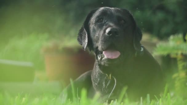 Black Labrador Retriever Leggend Gras Het Spelen Het Zwembad — Stockvideo