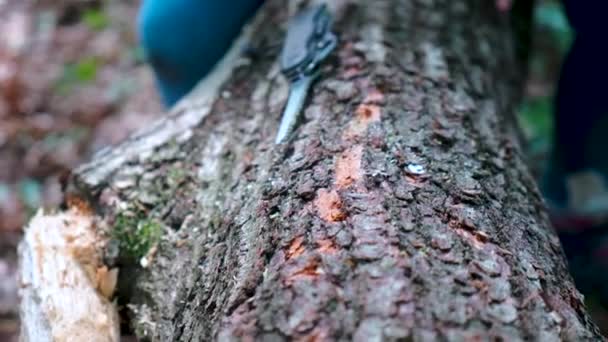 Küçük Bir Kız Çocuğun Elleri Sviçre Bıçağı Kullanıyor Ormanda Odun — Stok video