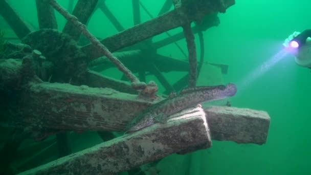 Burbot Paddlewheel Kapal Goldrush Goddard — Stok Video