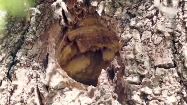 Cute Baby Spotted Woodpecker Twittar Cantar Chilrear Buraco Ninho Árvores — Vídeo de Stock