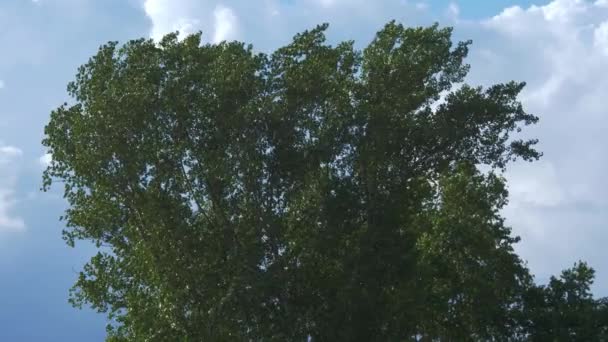 Δέντρα Ισχυρό Άνεμο Κάτω Από Θύελλα Ουρανό — Αρχείο Βίντεο