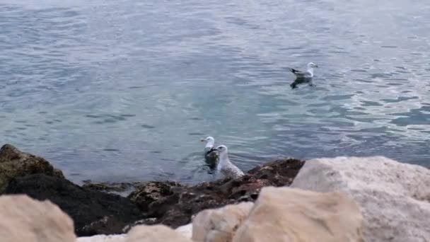 Vízben Pihentető Lábakkal Úszó Sirályok Széles Választéka — Stock videók