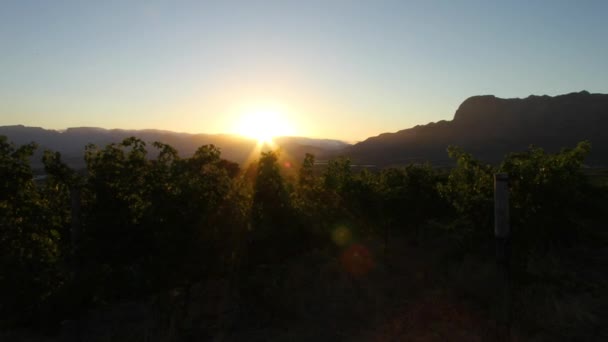 Lever Soleil Dans Vignoble Sur Ferme Viticole — Video