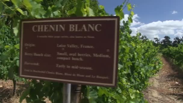 Wijngaarden Van Westelijke Kaap — Stockvideo