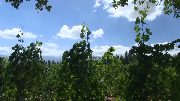 Şarap Çiftliğindeki Üzüm Bağları Mevsiminde — Stok video
