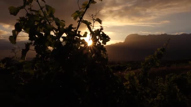 Şarap Çiftliğinde Gündoğumu — Stok video