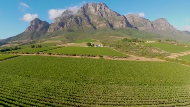 Grote Wijnboerderij Drone Beelden Van Wijngaarden — Stockvideo