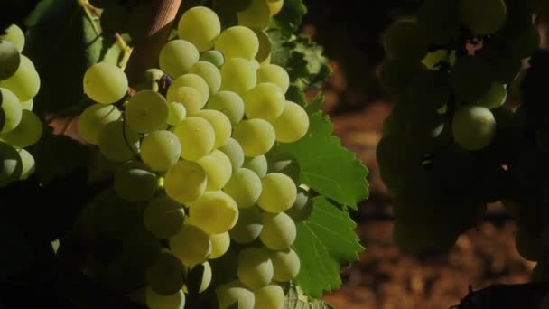 Raisins Sur Vigne Dans Vigne — Video