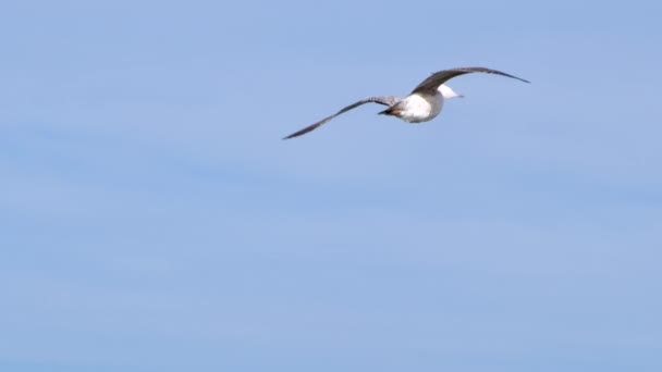 Suivi Rapproché Mouette Secouant Son Corps Volant Afin Éliminer Humidité — Video