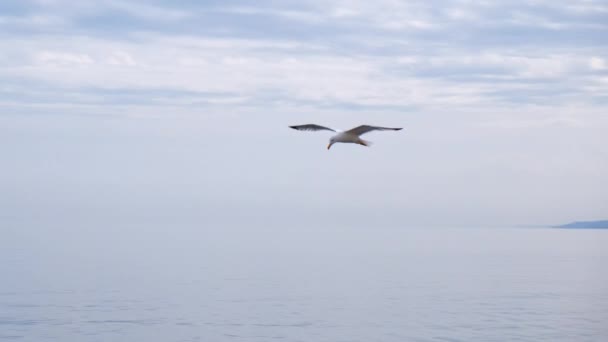 Slow Motion Spårning Mås Flyga Och Något Vattnet Men Fortsätter — Stockvideo