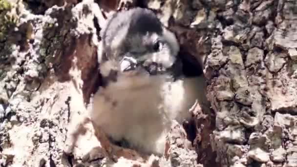 Bébé Grand Pic Tacheté Dendrocopos Major Thanneri Dans Les Îles — Video