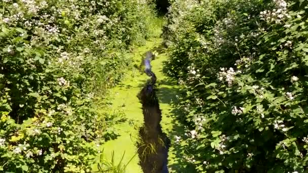 Green Mossy Stream Water Gently Flowing Calm Wooded Area Surround — Stock Video