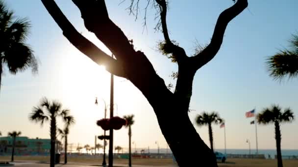 Sol Brillando Través Del Árbol Myrtle Beach — Vídeo de stock