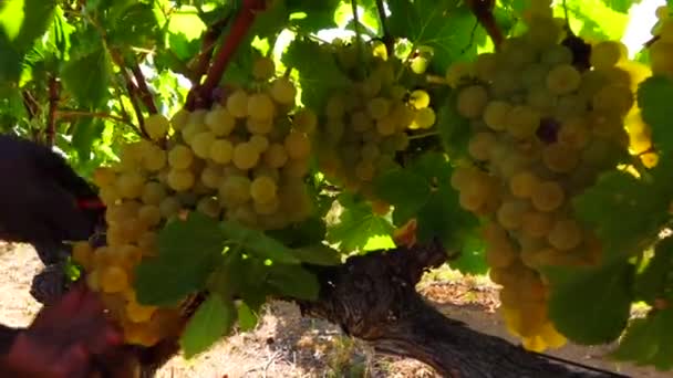 Збирання Винограду Виноробній Фермі — стокове відео
