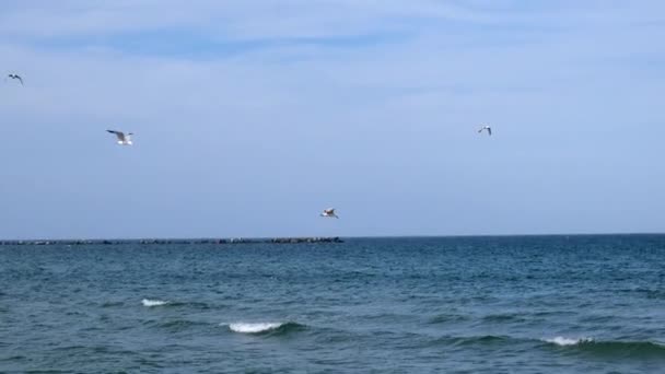 Möwe Fliegt Ohne Sich Über Dem Wasser Bewegen Und Bleibt — Stockvideo