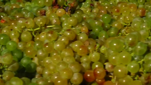 ワイン農場で収穫中にブドウを輸送する — ストック動画