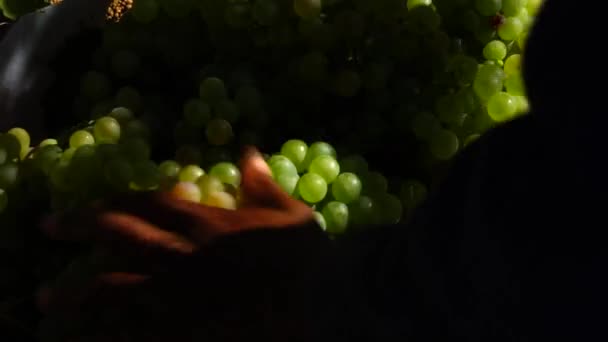 Şarap Çiftliğinde Üzüm Topluyorum — Stok video