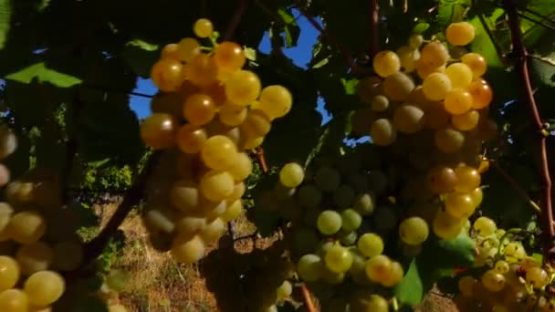 Recoger Uvas Granja Vinícola — Vídeo de stock