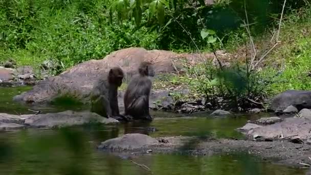 Dlouhoocasé Macaques Jsou Nejjednodušší Opice Najít Thajsku Protože Jsou Přítomny — Stock video