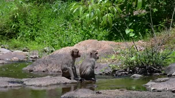 마카크 원숭이는 태국에서 수있는 원숭이이며 심지어 도시에 존재한다 — 비디오