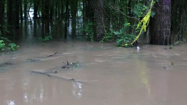 Muddy Inundación Agua Corriendo Los Árboles Amarilla Caspa Cinta Árbol — Vídeos de Stock