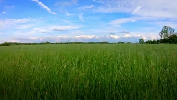 草地在英国乡间的微风中轻轻飘扬 — 图库视频影像